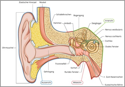 Modell des Mittelohrs