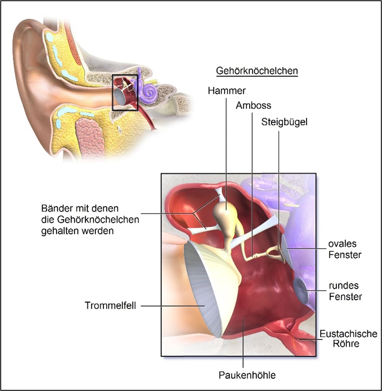 Modelle des Mittelohrs